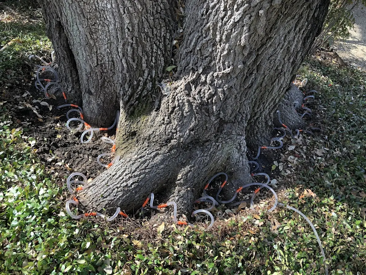 Detailed Tree Cabling and Bracing job site in Amityville