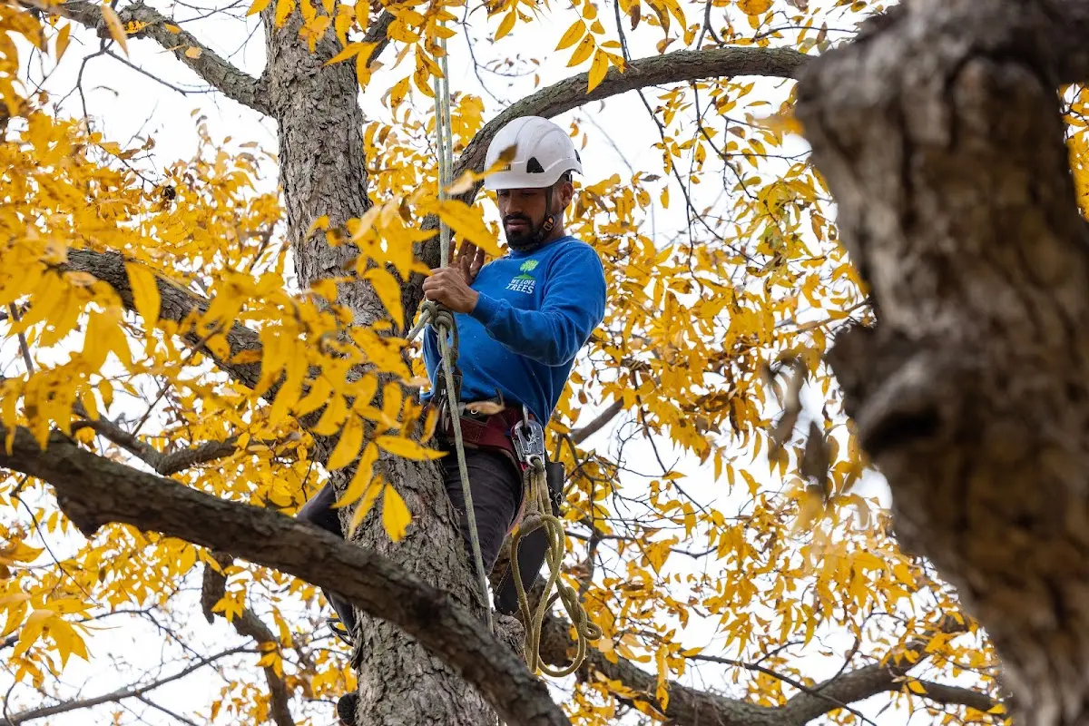 Skilled Tree Pruning crew working in Amityville
