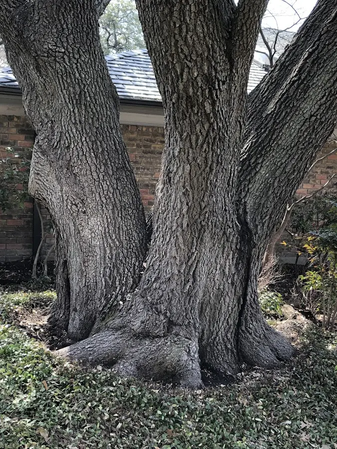 Mature heritage tree close to a Amityville property cared for by certified arborists